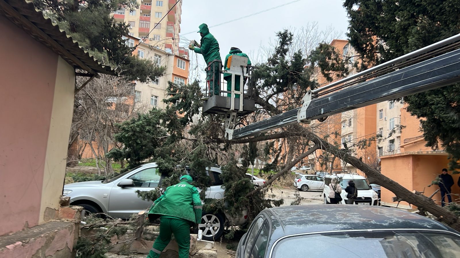 В Баку сильный ветер повалил десятки деревьев