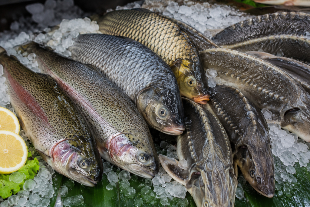 РФ полностью приостановила импорт рыбной продукции из Армении