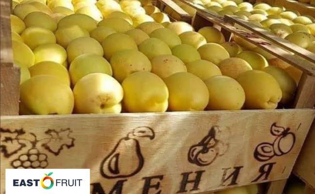 Абрикосы из Армении в Испанию пока не экспортировались - замминистра экономики опроверг циркулирующие в СМИ слухи